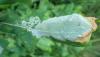 276419 – Photo : Catherine Reymonet-Smitten – France (19)